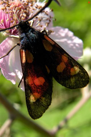 Zygaenidae